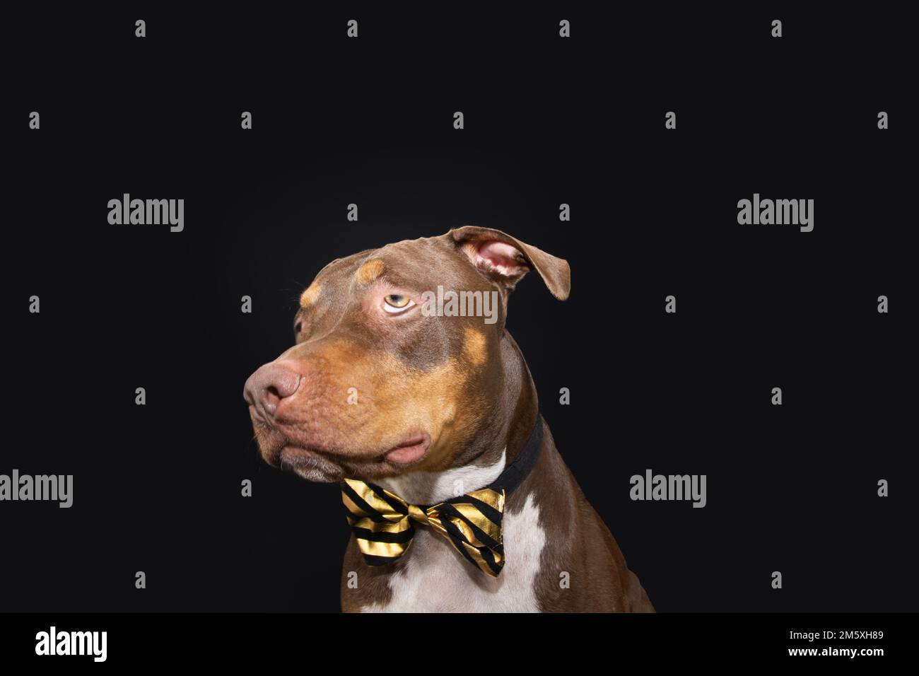 Arrabbiato, stressato misto.-razza cane che celebra il carnevale o la vigilia di Capodanno. Isolato su sfondo nero Foto Stock