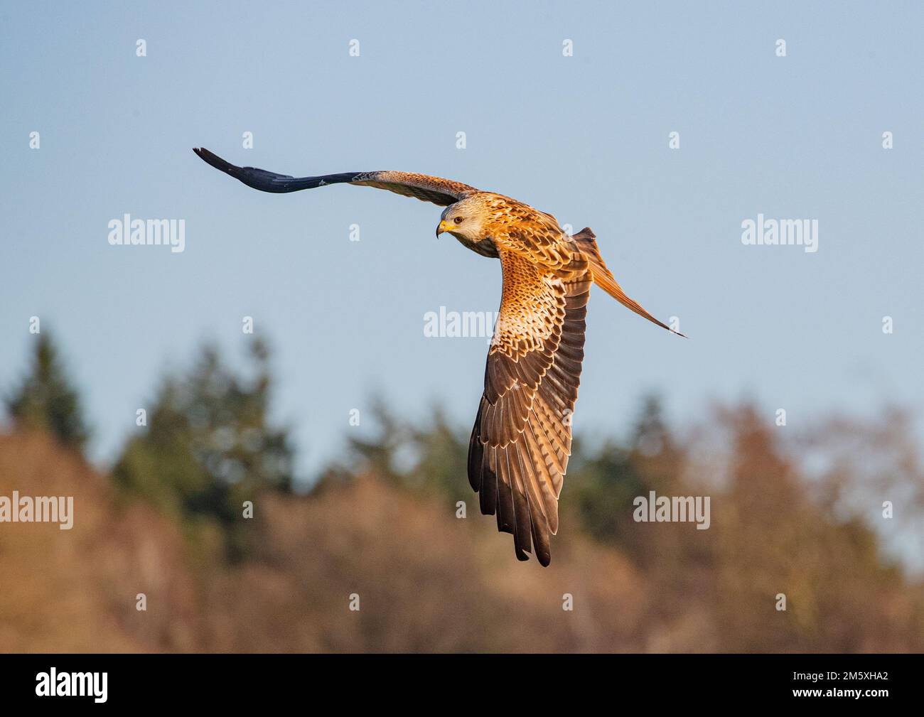 Primo piano di un aquilone rosso (Milvus milvus) che sorvola un bosco. Riportato dall'orlo dell'estinzione nel Regno Unito . Suffolk Foto Stock