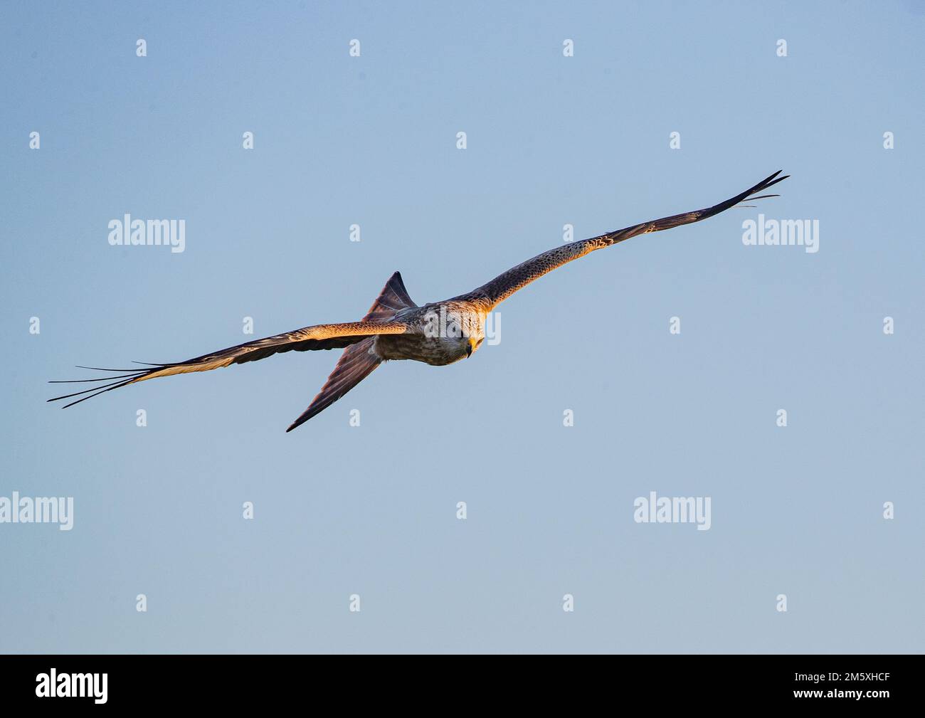 Primo piano di un coloratissimo Kite Rosso (Milvus milvus) in volo in un cielo azzurro . Riportato dall'orlo dell'estinzione nel Regno Unito . Suffolk Foto Stock