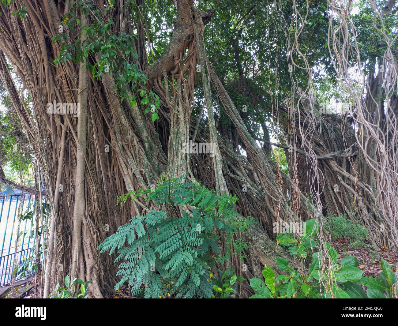 ombreggiato vecchio banyan albero nella piazza della città Foto Stock ombreggiato vecchio banyan albero nella piazza della città Foto Stock