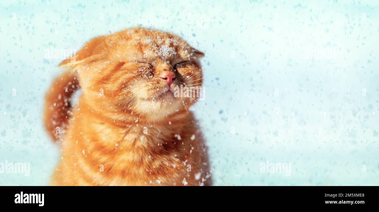 Divertente zenzero gatto gode la neve in inverno Foto Stock