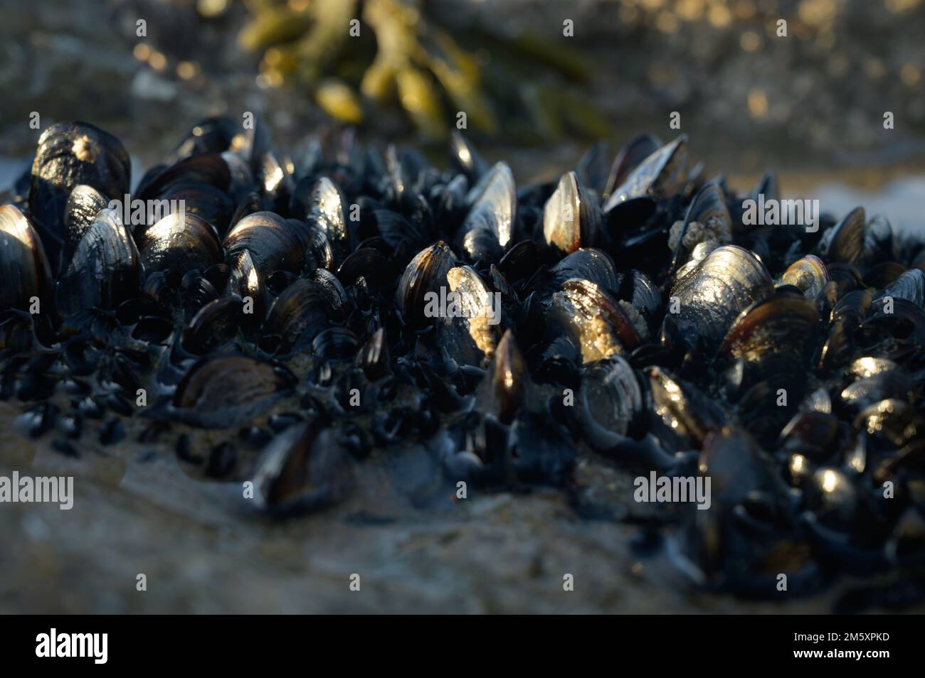 Colonia di cozze molluschi bivalvi commestibili su rocce sottomarine visibile durante la bassa marea sulla spiaggia sabbiosa di Magoito, Portogallo, zona di Lisbona Foto Stock