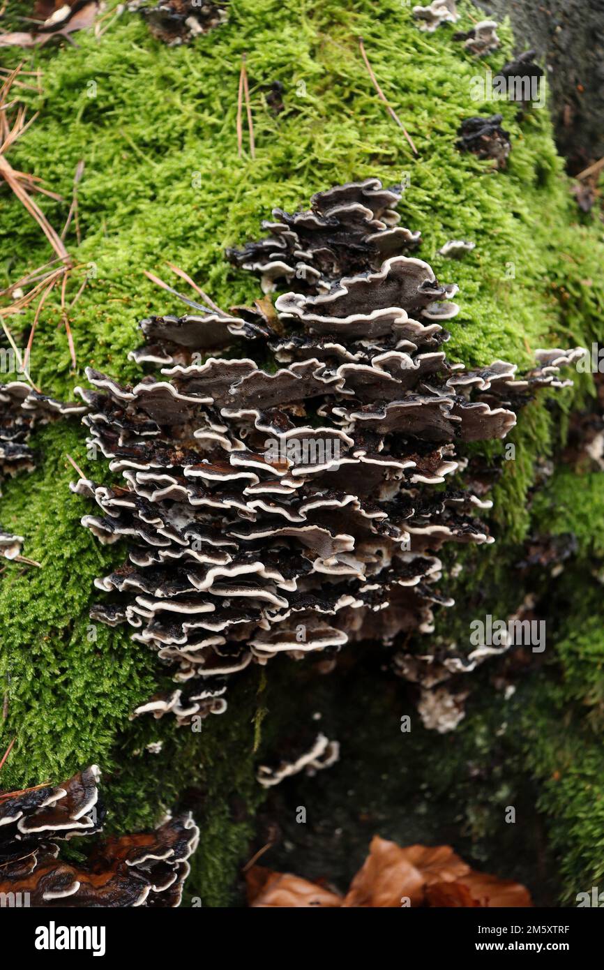 Funghi marroni con punte bianche che crescono in muschio su un ceppo di alberi nella foresta di Palatinato in Germania. Foto Stock