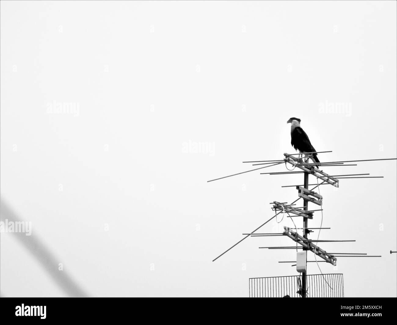 Una foto in scala di grigi di una caracara sulle antenne della città Foto Stock