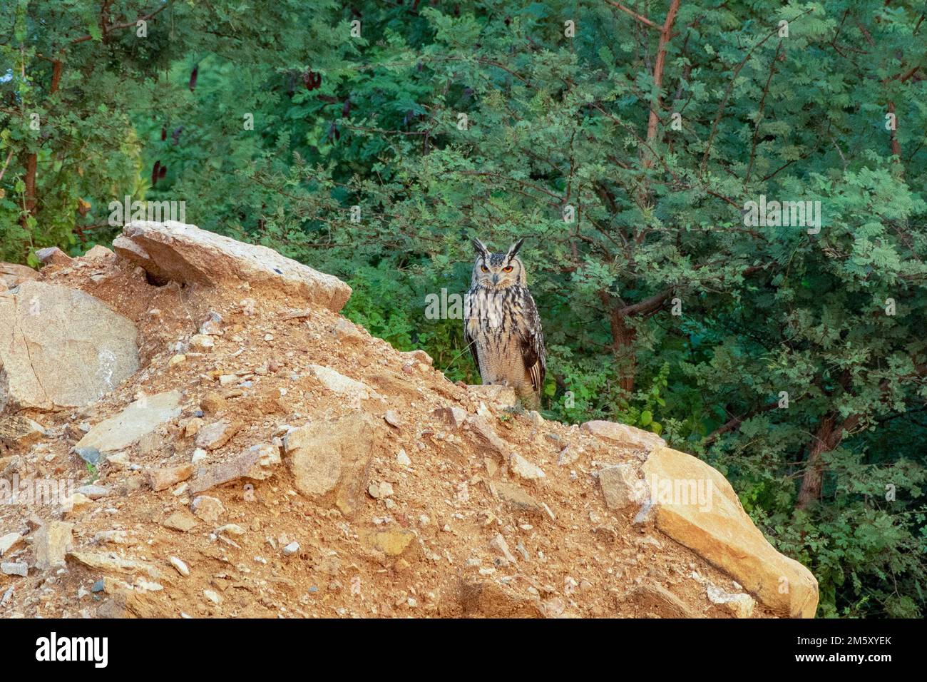 Aquila indiana osservata in Hampi a Karnataka, India Foto Stock