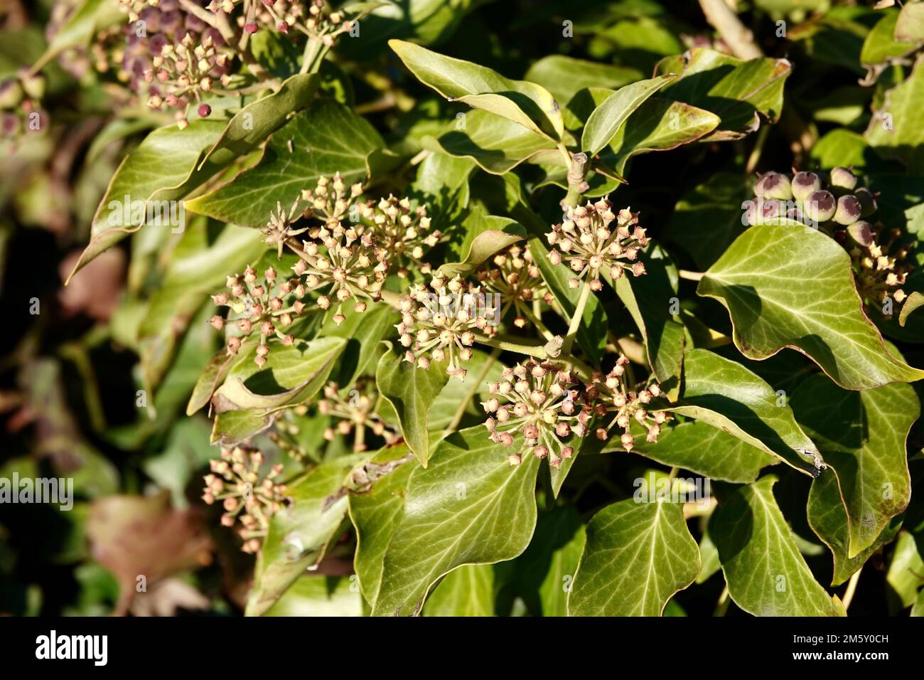 Bacche verdi immature di edera comune Foto Stock