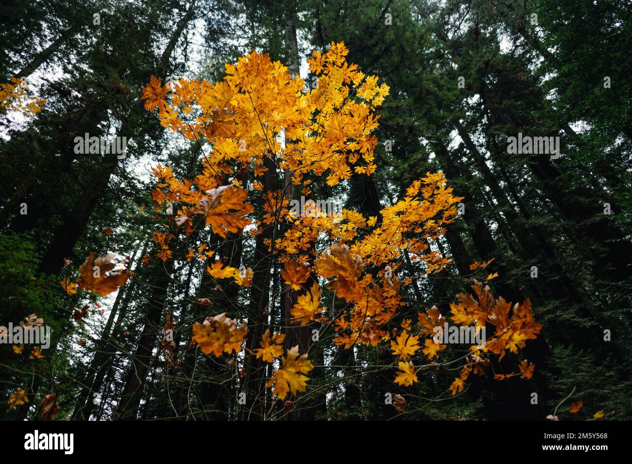 Giganteschi sequoie costiere e acero giallo vite Foto Stock