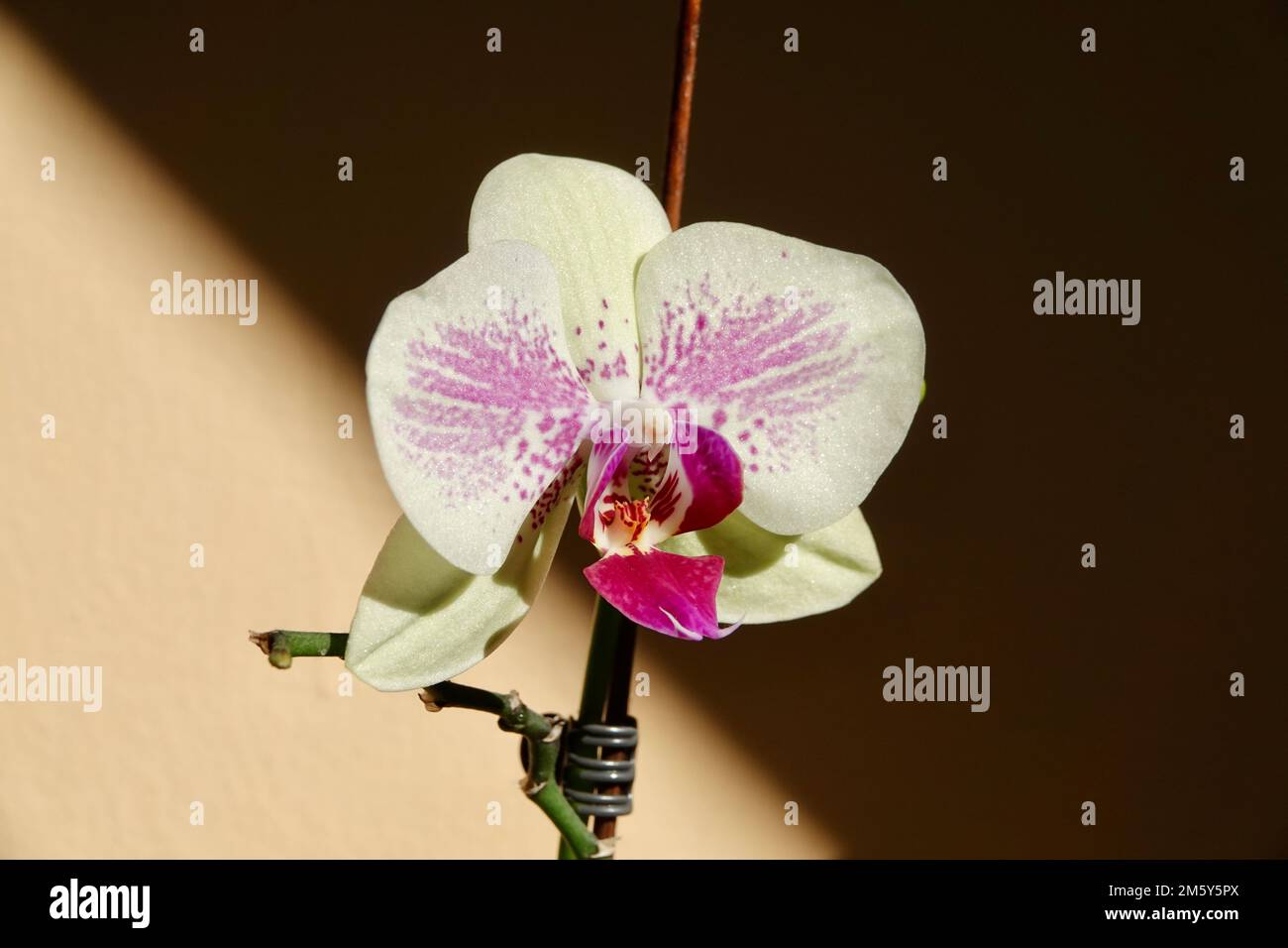 Concetto floreale. Orchidea suggerimenti. Come prendersi cura di piante di orchidee in ambienti chiusi. Più comunemente coltivate piante da interni. Fioritura di orchidee vicino. Fiori di orchidea Foto Stock