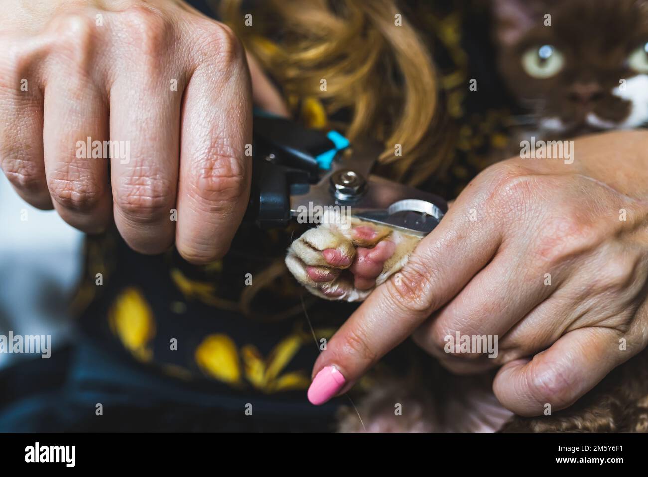 Primo piano di una mano femmina che ritagli le griffe del gatto con i regolacapelli. Foto di alta qualità Foto Stock
