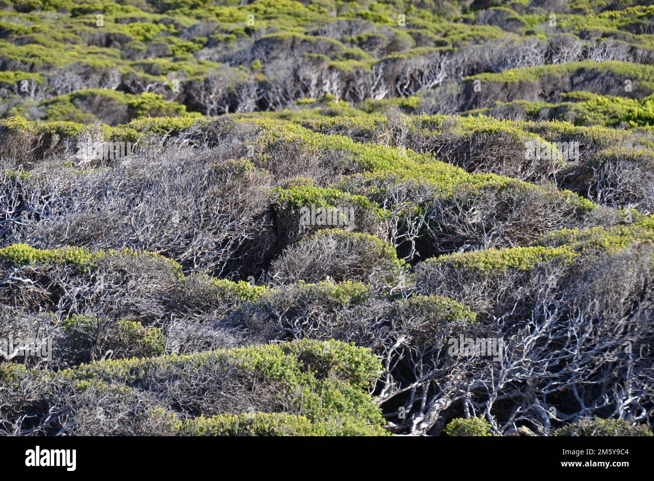 Interessante modello astratto in natura con arbusti e alberi costieri formati in forme astratte ma lineari dal vento prevalente a Cape Nelson Foto Stock