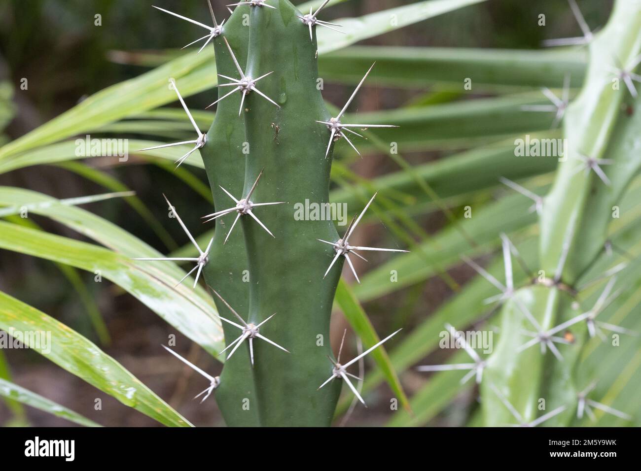 Acanthocereus tetragonus - cactus filo metallico. Foto Stock