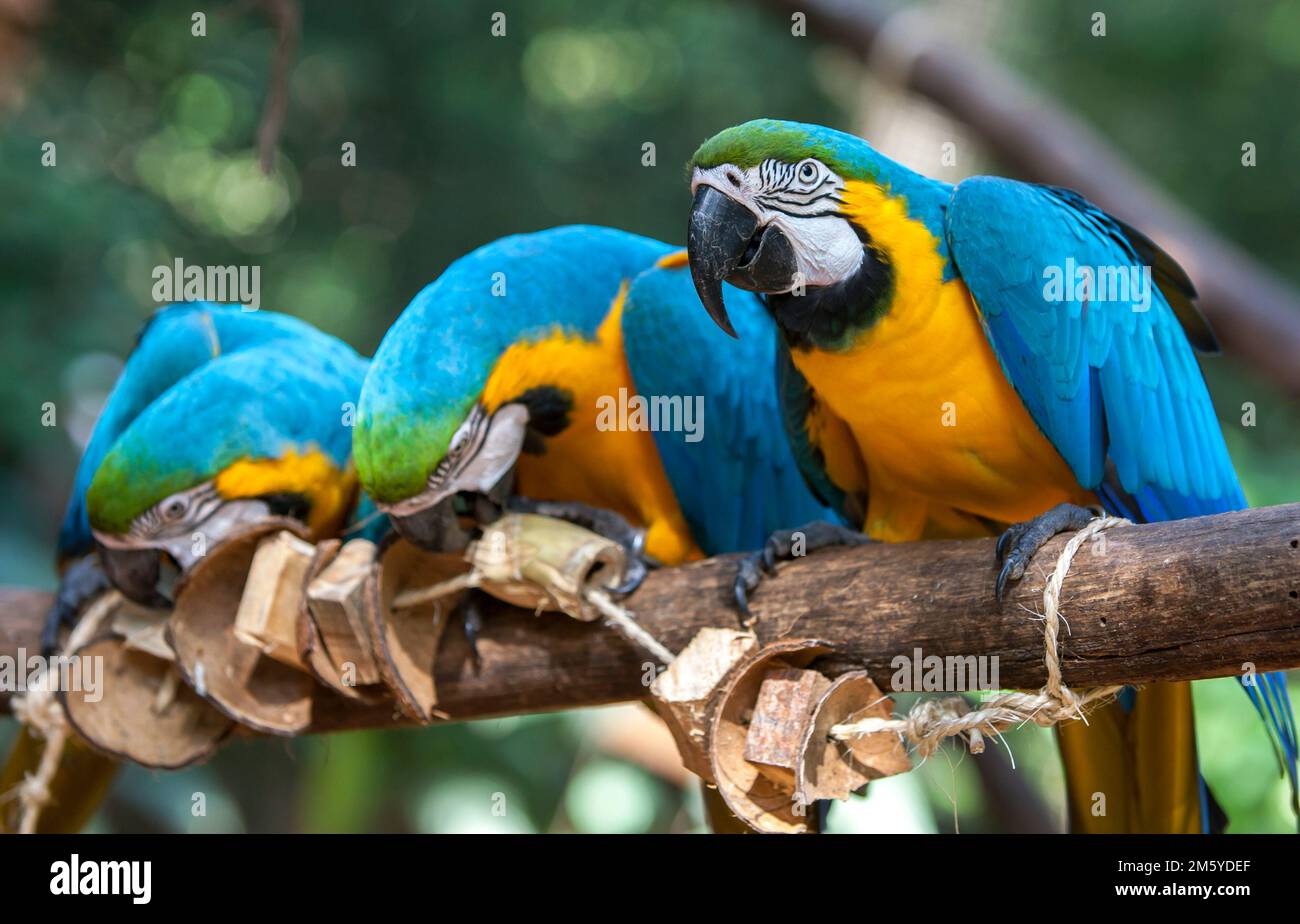 Macaws blu-e-gialli (Ara arauna) seduti su un ramo dell'albero mentre masticano su blocchi di legno in un santuario degli uccelli vicino alle cascate di Iguazu in Brasile. Foto Stock