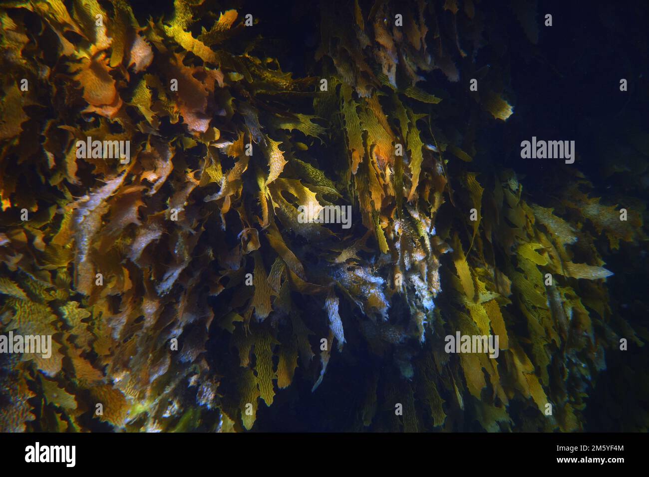Golden kelp (Ecklonia radiata), Isola di Rottnest, Australia Occidentale Foto Stock