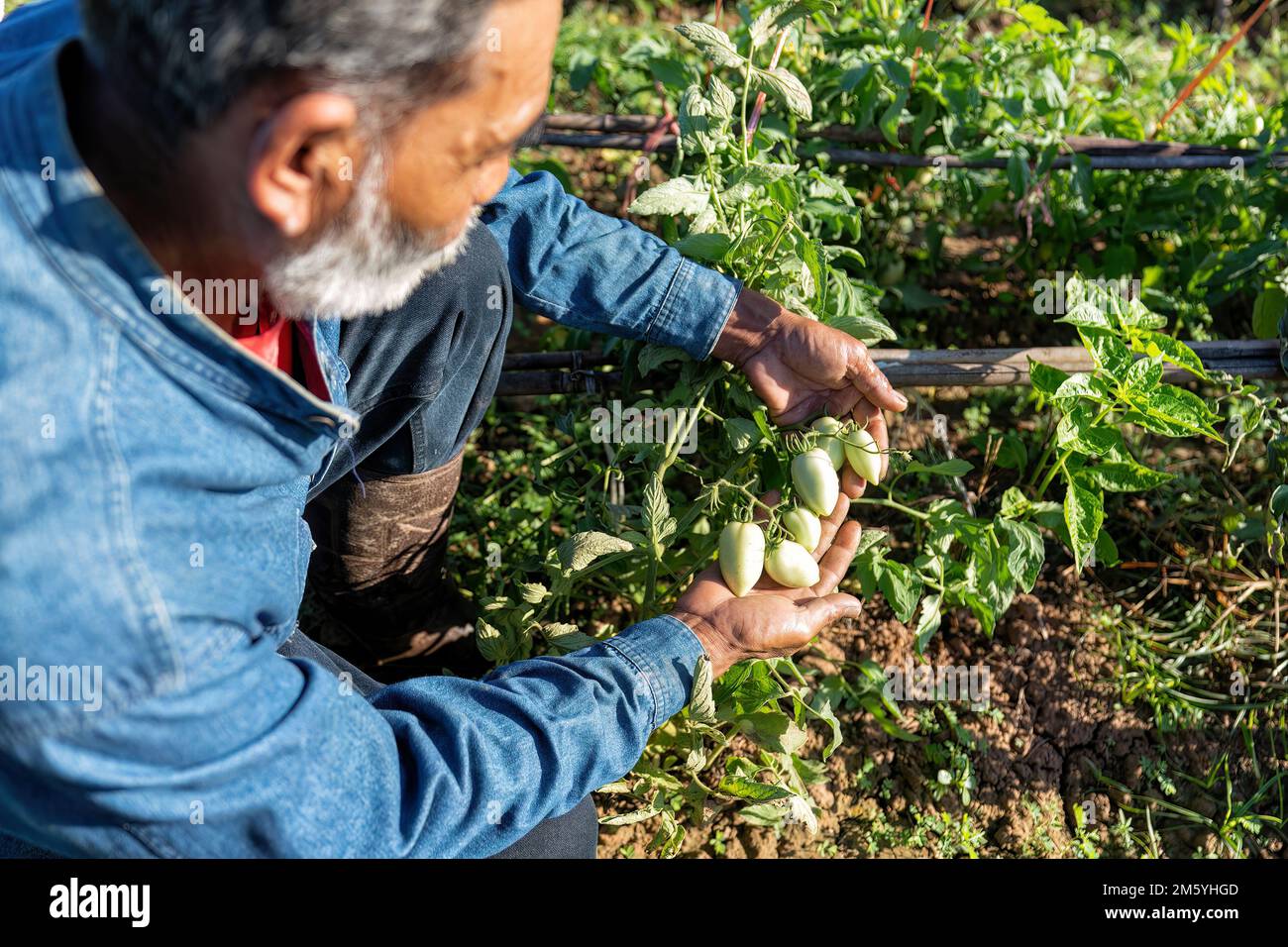 Piantagione contadina orgogliosa guardare crescita di pomodoro al sole mattina in giardino Foto Stock
