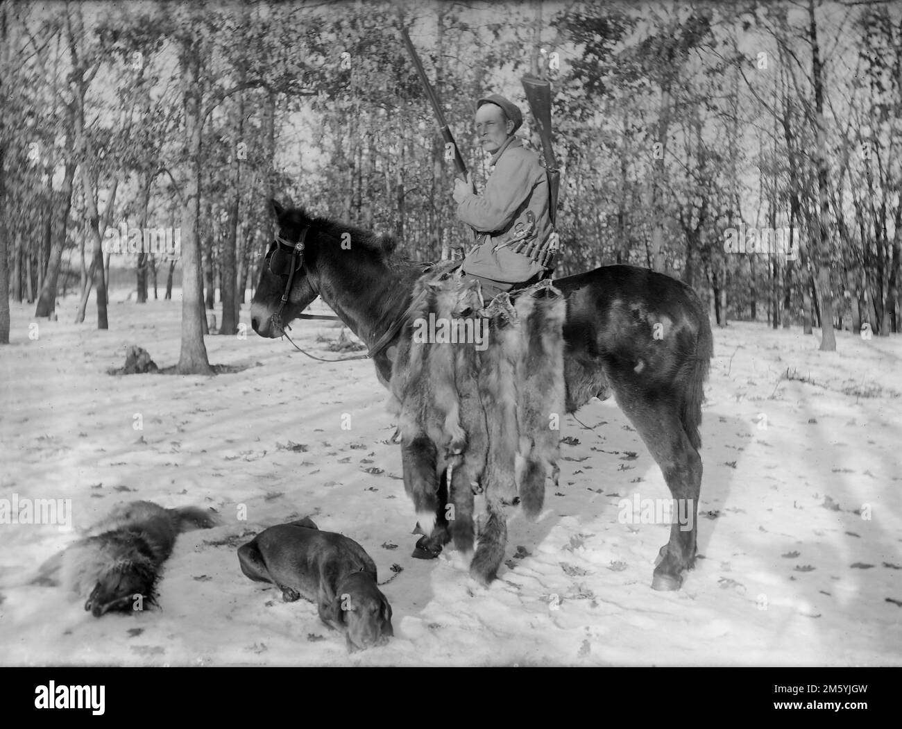 Un successo Wisconsin trapper con un paio di grandi armi da fuoco si siede a cavallo del suo asino in inverno, ca.. 1900. Foto Stock