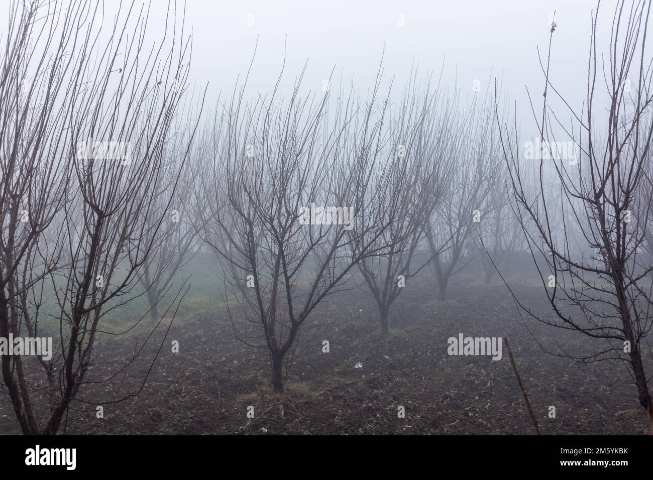 Nebbia fitta nel frutteto di prugne con scarsa visibilità Foto Stock