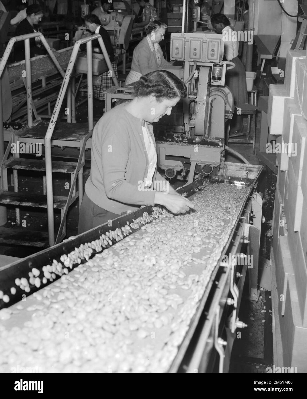 Impianto di imballaggio vegetale in California, ca. 1950. Foto Stock