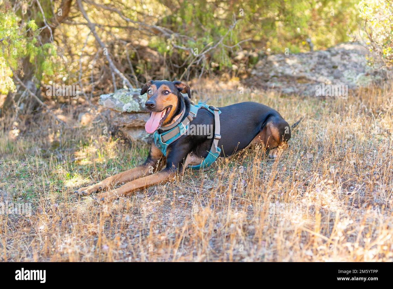 Doberman mongrel seduta sull'erba nella foresta Foto Stock