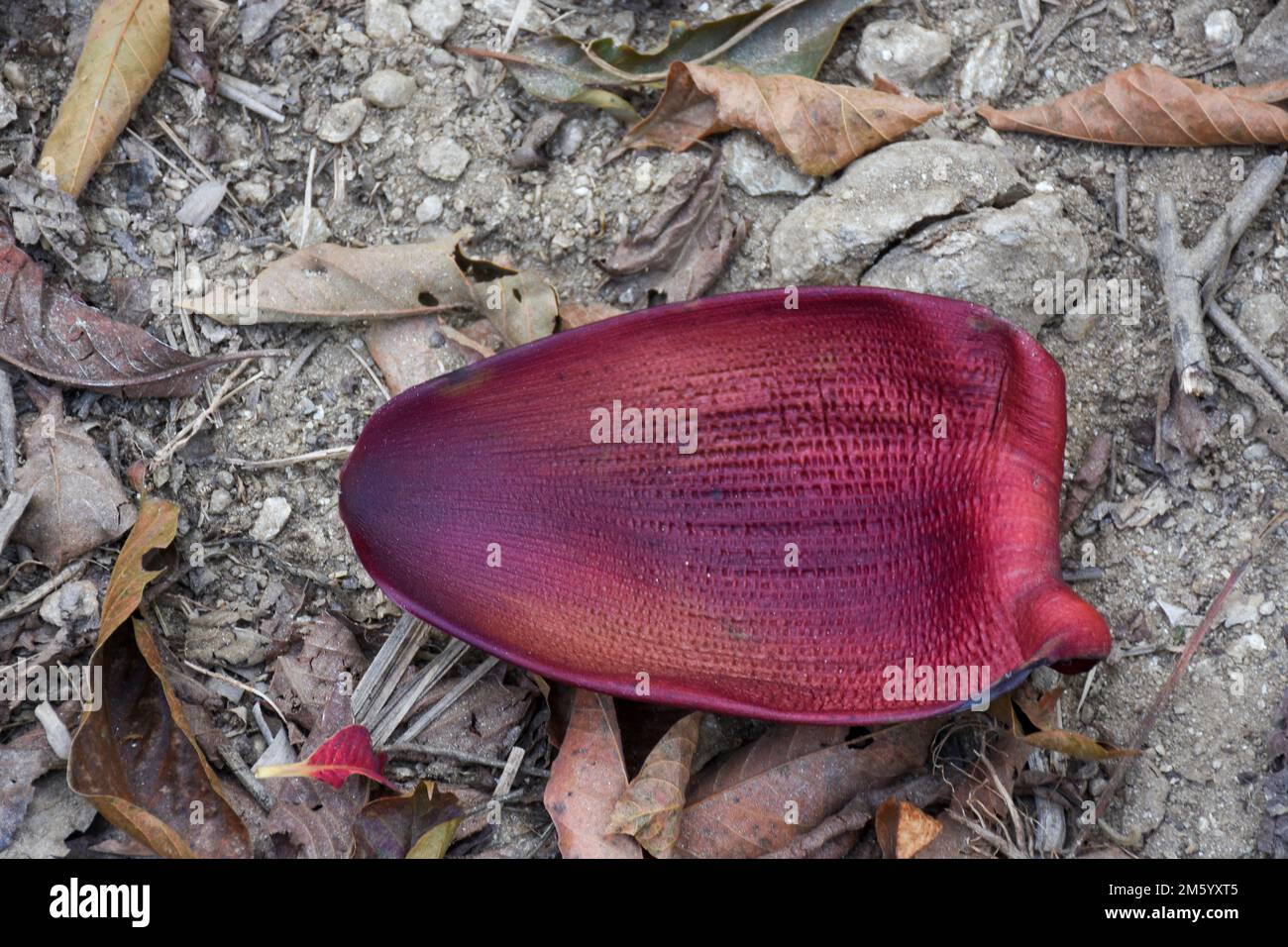 Musa è uno dei due o tre generi della famiglia Musaceae. Il genere comprende piante da fiore che producono banane commestibili e plantani. Foto Stock