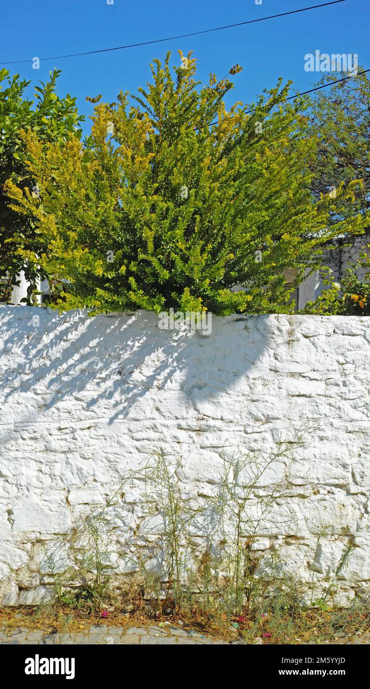 La città vecchia di Bodrum, Turchia. Foto della città vecchia di Bodrum, Turchia. Foto Stock