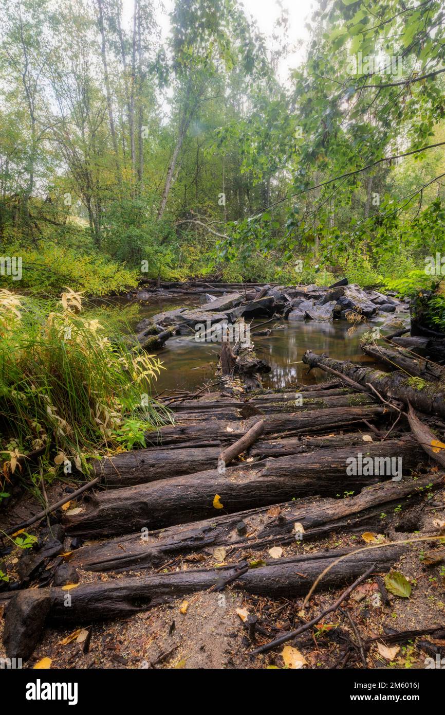 tronchi d'albero da vecchia strada che posa in un fiume asciutto su Foto Stock