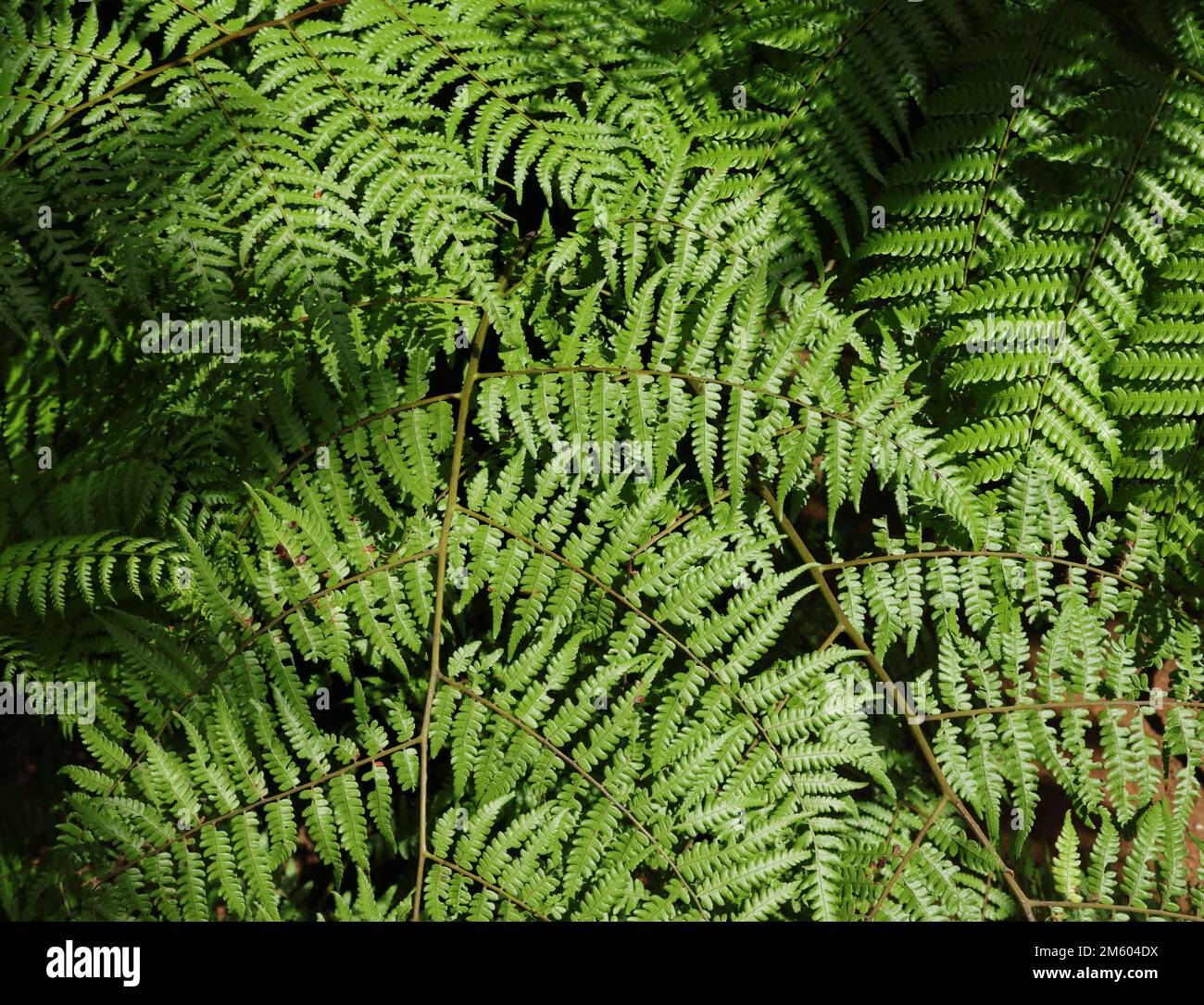 Una felce fronteggia la vista dall'alto alla luce diretta del sole Foto Stock