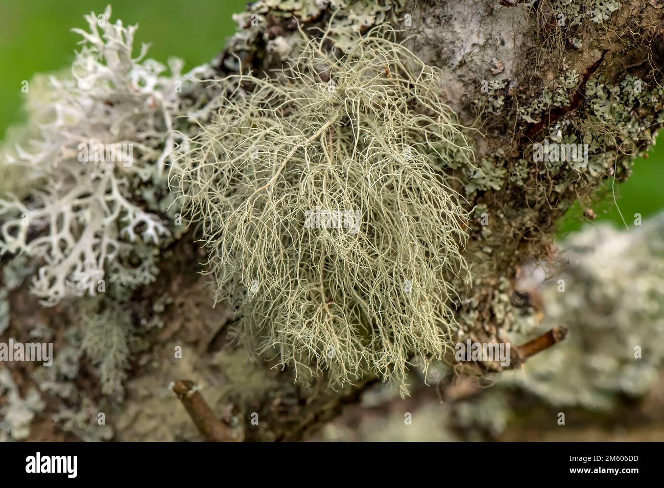 Frutticose Lichens su un ramo di albero Foto Stock