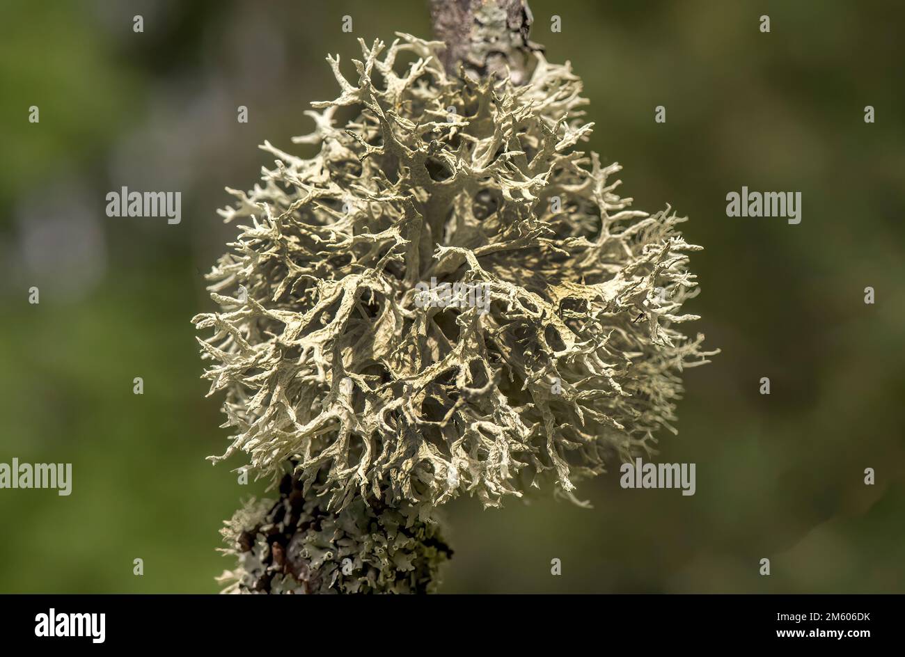 lichene (parmelia sulcata) che cresce su un albero, primo piano Foto Stock