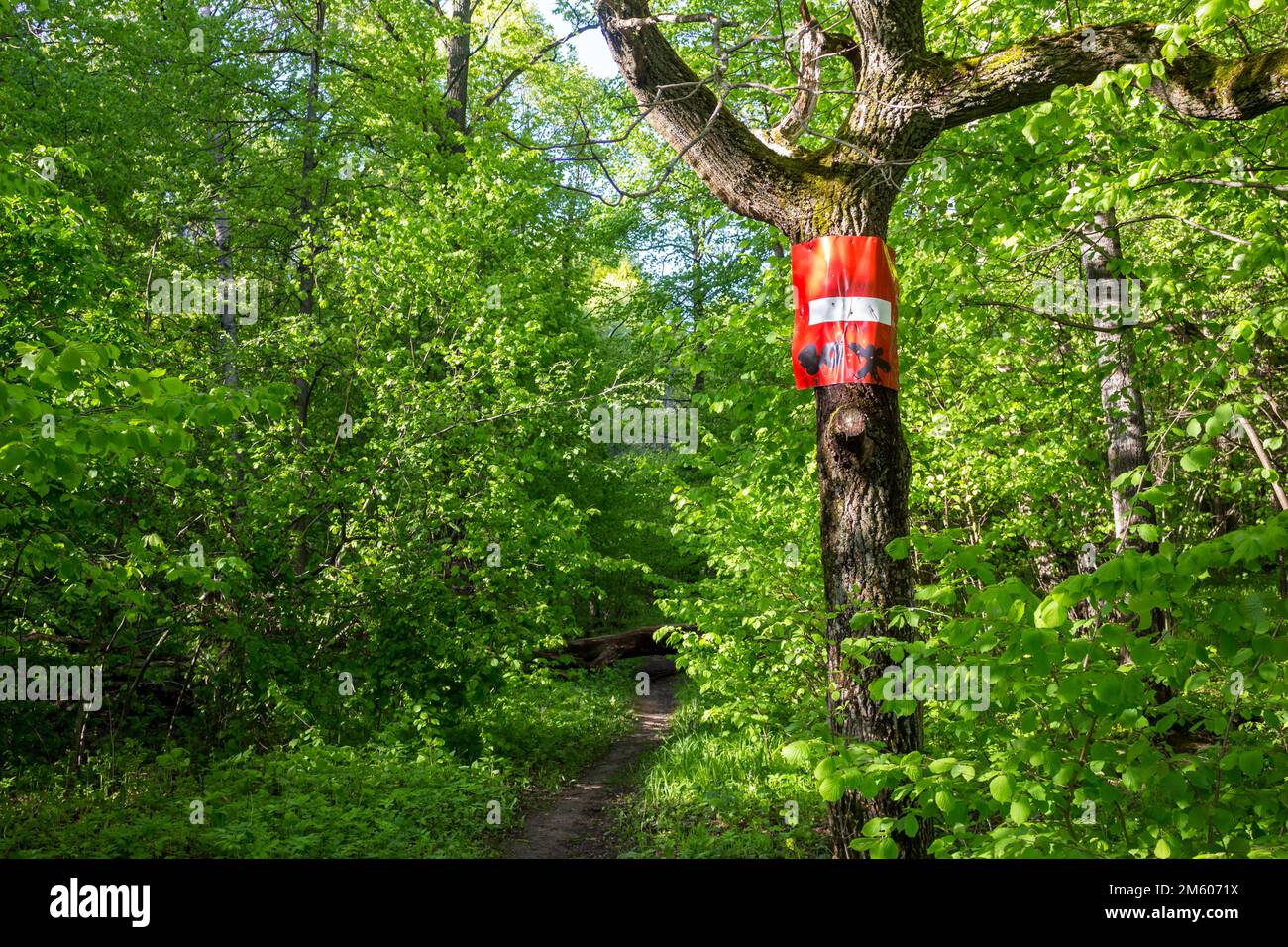 Rosso mattone segno nessuna entrata inchiodata ad un albero da un sentiero Foto Stock