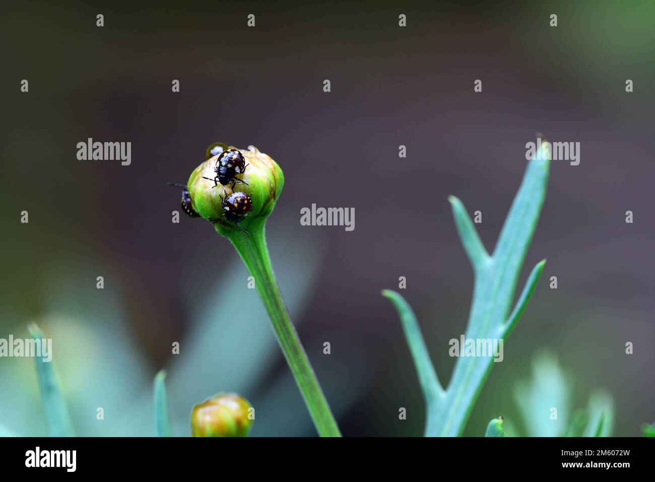 Primo piano foto di ninfe di bug Podsucking su un bocciolo di fiori. Verde bug di verdure Nezara viridula comune in molte regioni del mondo Foto Stock