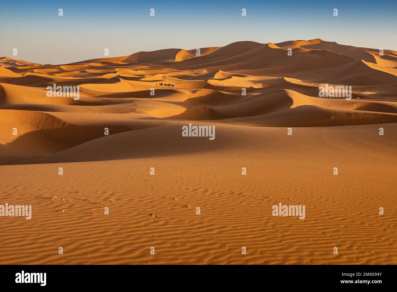 Cammelli nel deserto del Sahara Foto Stock
