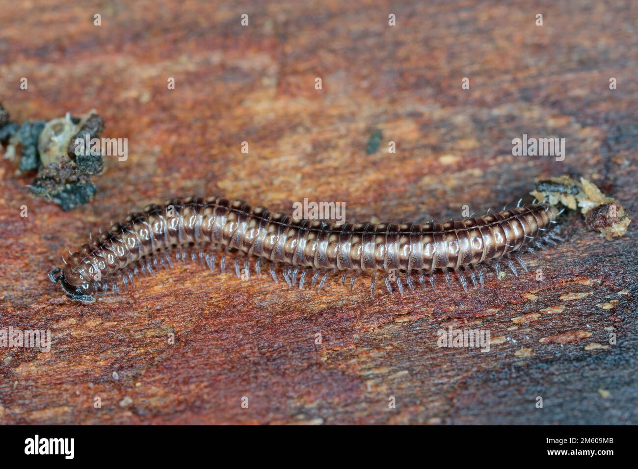 Millipede a strisce (Ommatoiulus sabulosus) camminando su legno sotto la corteccia di un albero morto. Foto Stock
