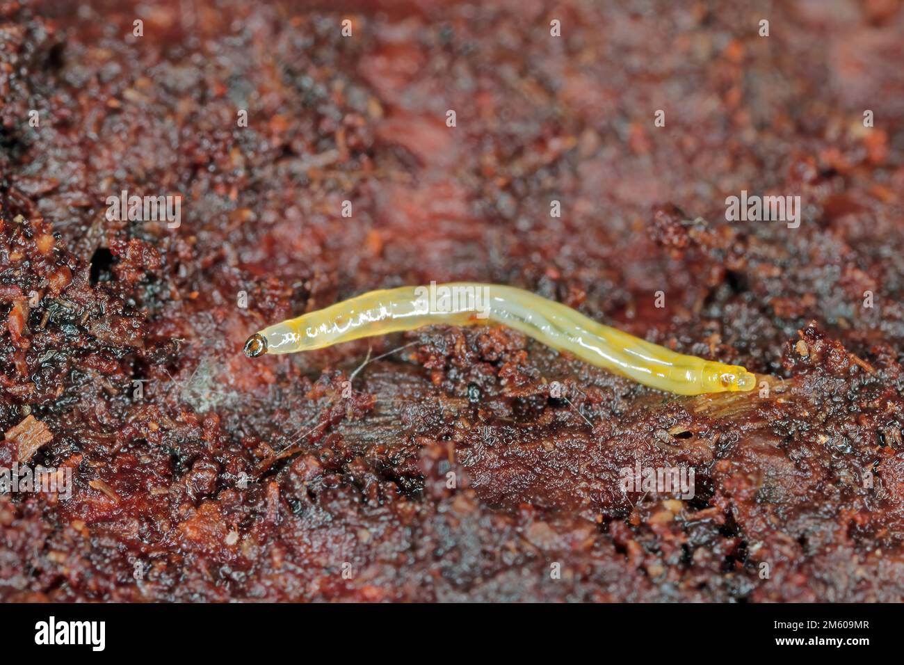 La larva di una mosca della famiglia Sciaridae, gnats fungo dalle alette scure, sotto la corteccia di un albero morto. Foto Stock