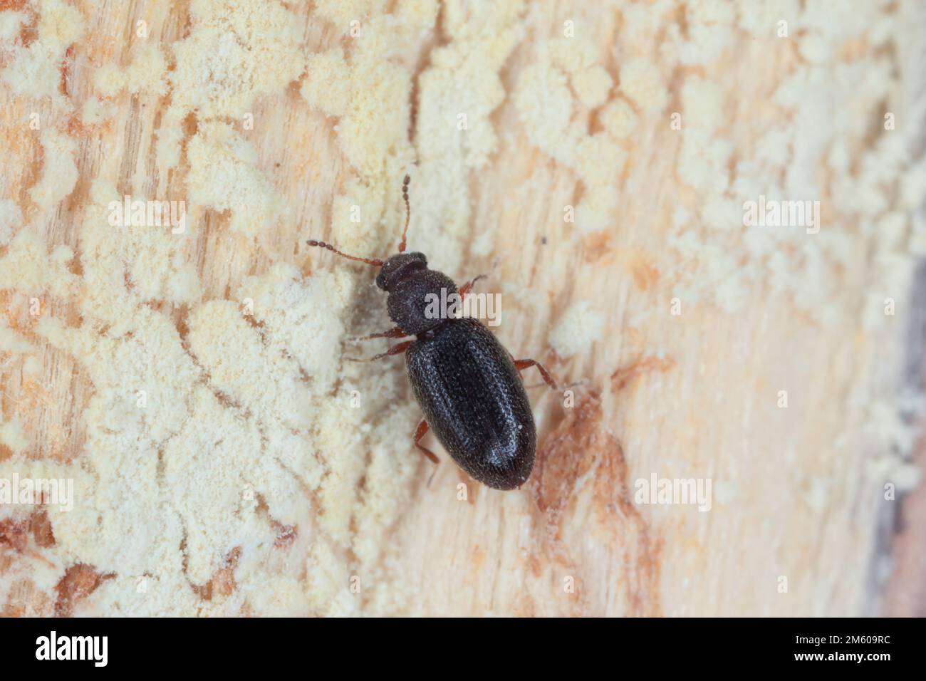 Piccolo scarnolino nero latridiidae, lathridiidae su legno. Ingrandimento elevato. Foto Stock