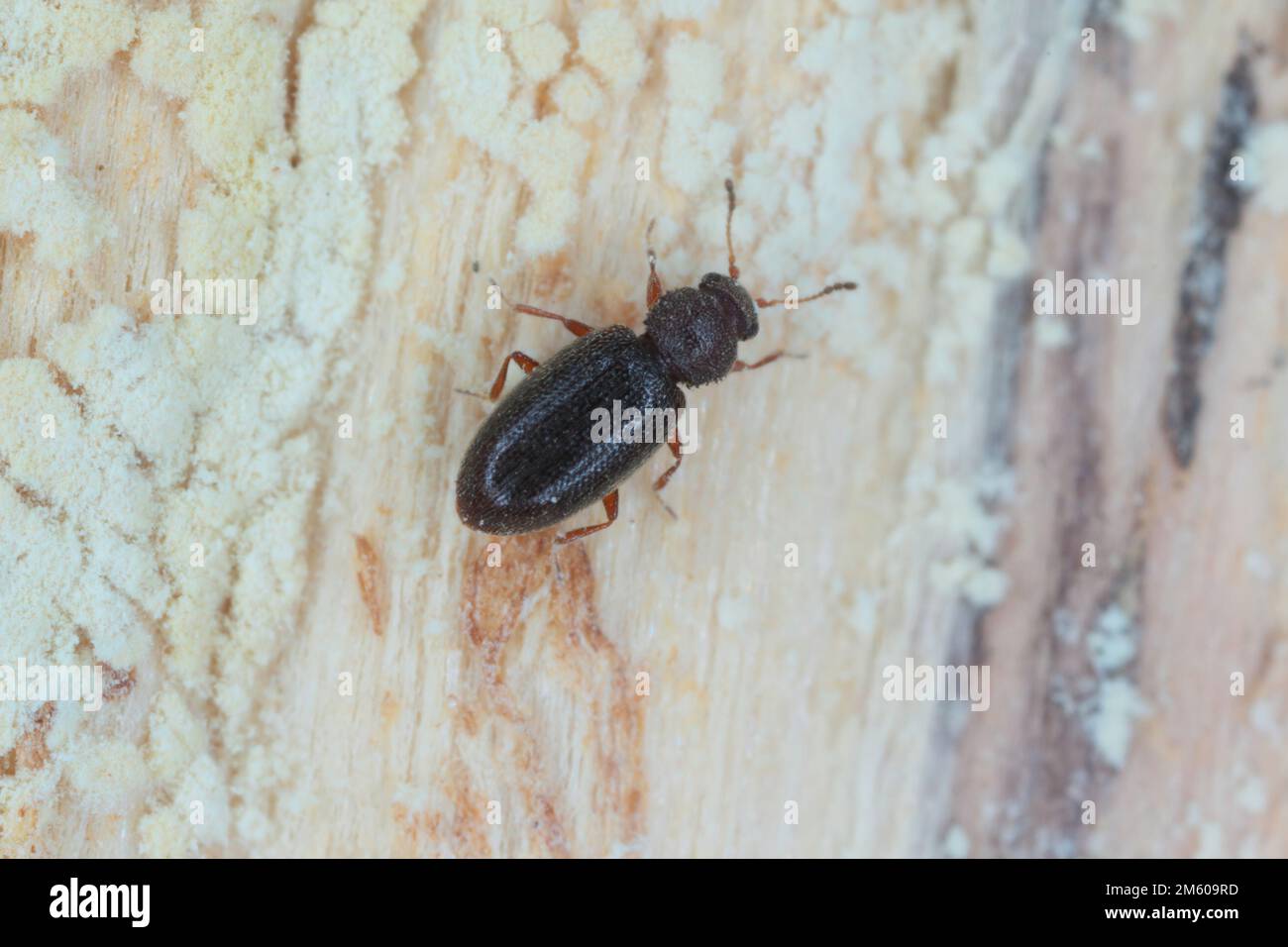 Piccolo scarnolino nero latridiidae, lathridiidae su legno. Ingrandimento elevato. Foto Stock