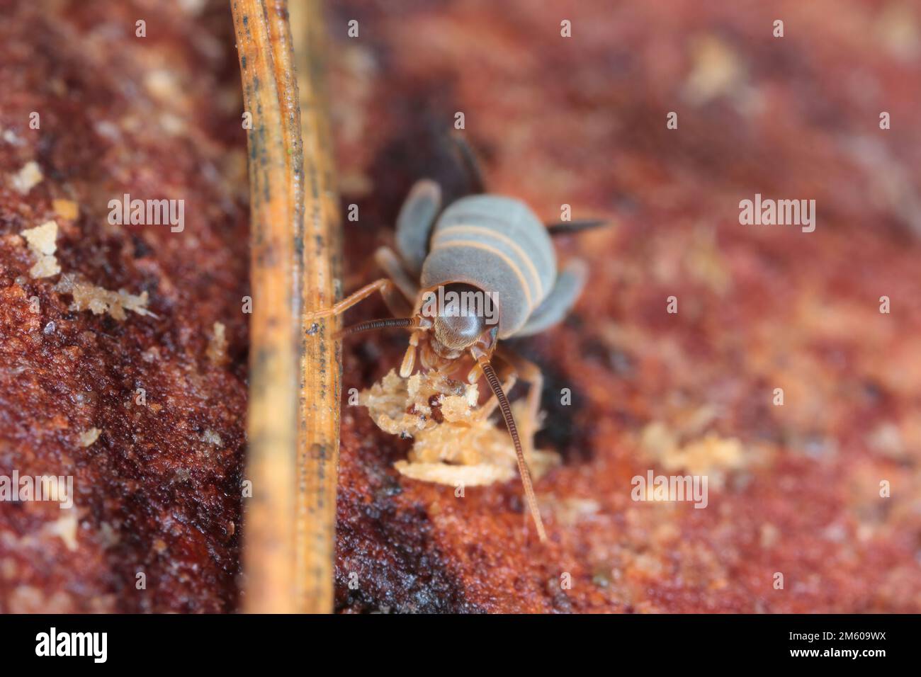 Cricket ANT loving, cricket ANT, cricket Myrmecophilous, cricket ANT's nido (Myrmecophilus acervorum). Un insetto in un anhill sotto la corteccia. Foto Stock