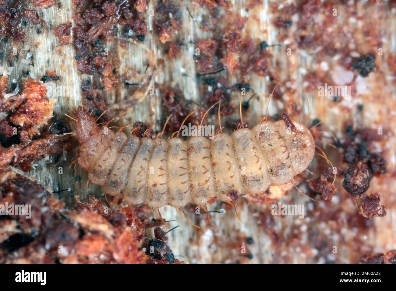 Larva a mosca soldato su legno marcio (Stratiomyidae) Foto Stock