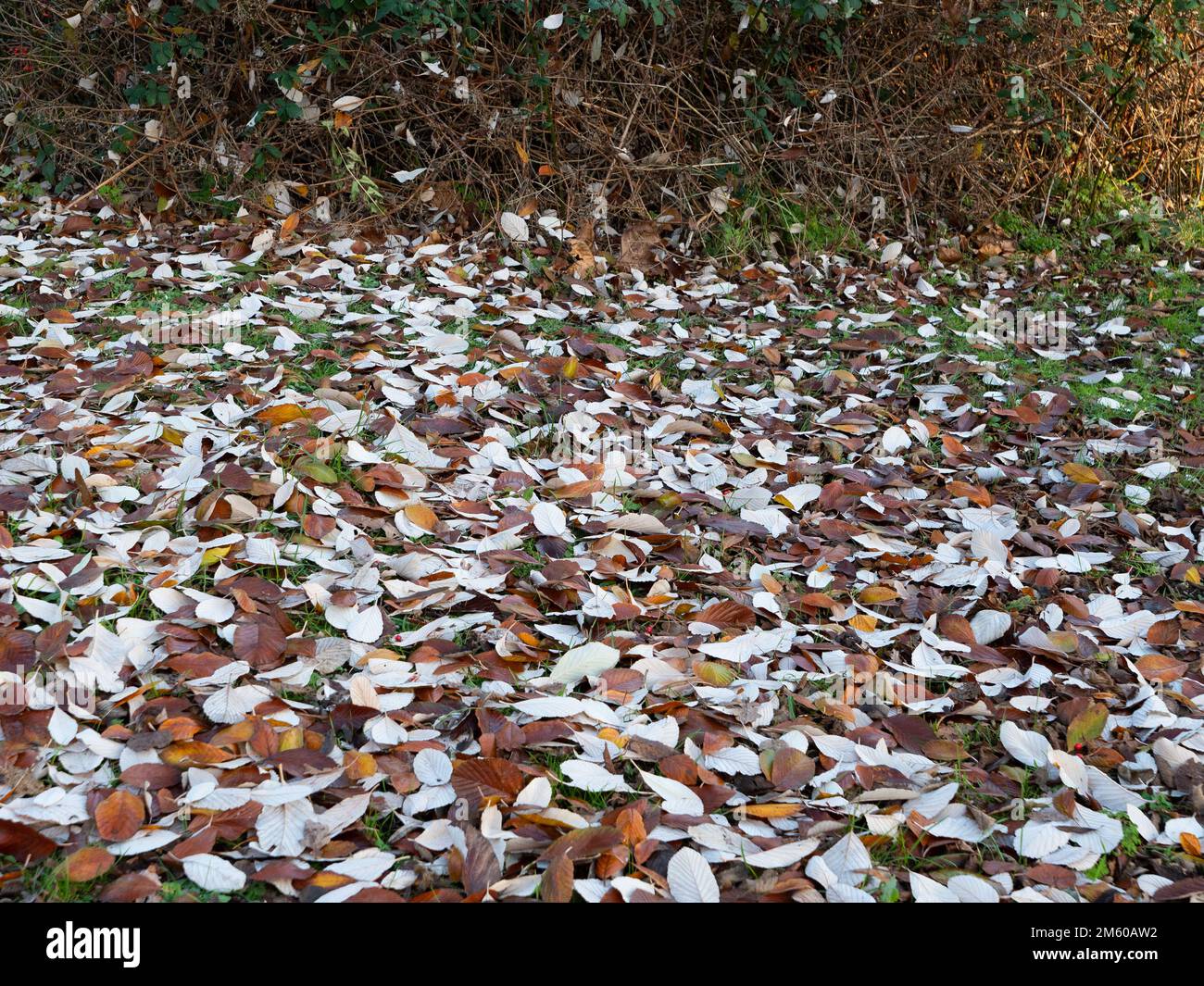 Caduta delle foglie da Whitebeam Tree a Westbury, Wiltshire, Inghilterra, Regno Unito. Foto Stock