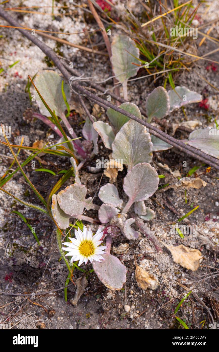 Arctotis sp. visto in habitat naturale Foto Stock