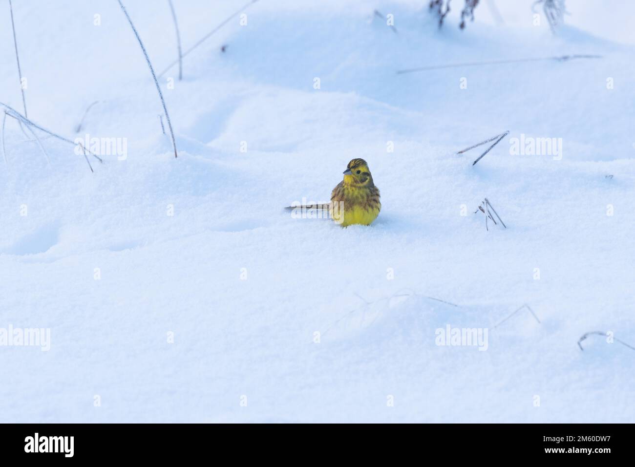 Un coloratissimo Yellowhammer in piedi su un terreno innevato in una fredda serata invernale in Estonia, Nord Europa Foto Stock