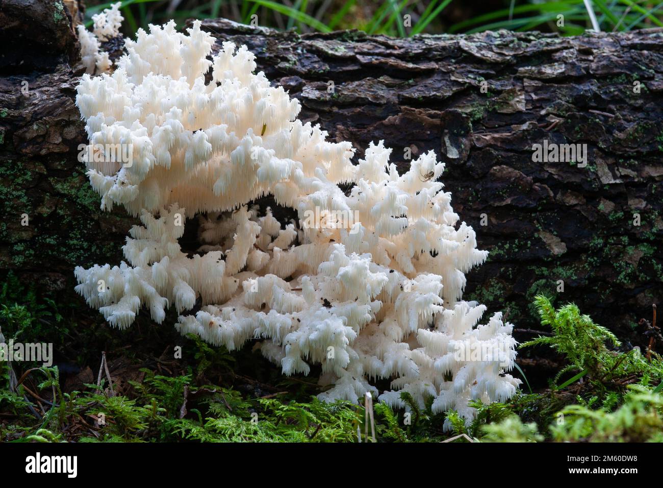 Primo piano di un fungo di dente di Corallo che cresce su un albero di legno duro morto in una foresta boreale in Estonia, Nord Europa Foto Stock