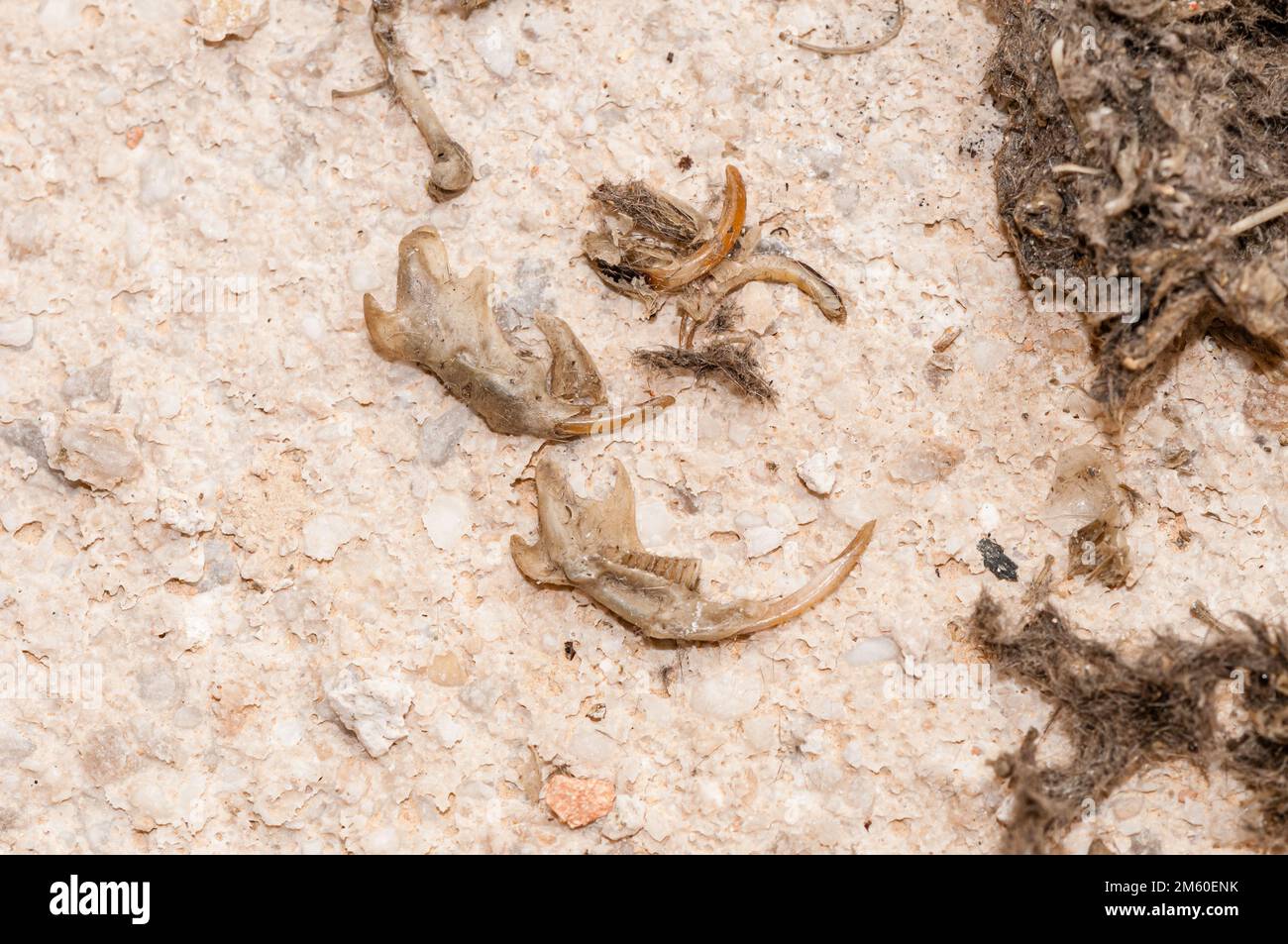 Il pellet, massa di parti non digerite di un alimento dell'uccello che alcune specie dell'uccello occasionalmente regurgitate, permette ad un uccello di rimuovere il materiale indigeribile, Egag Foto Stock