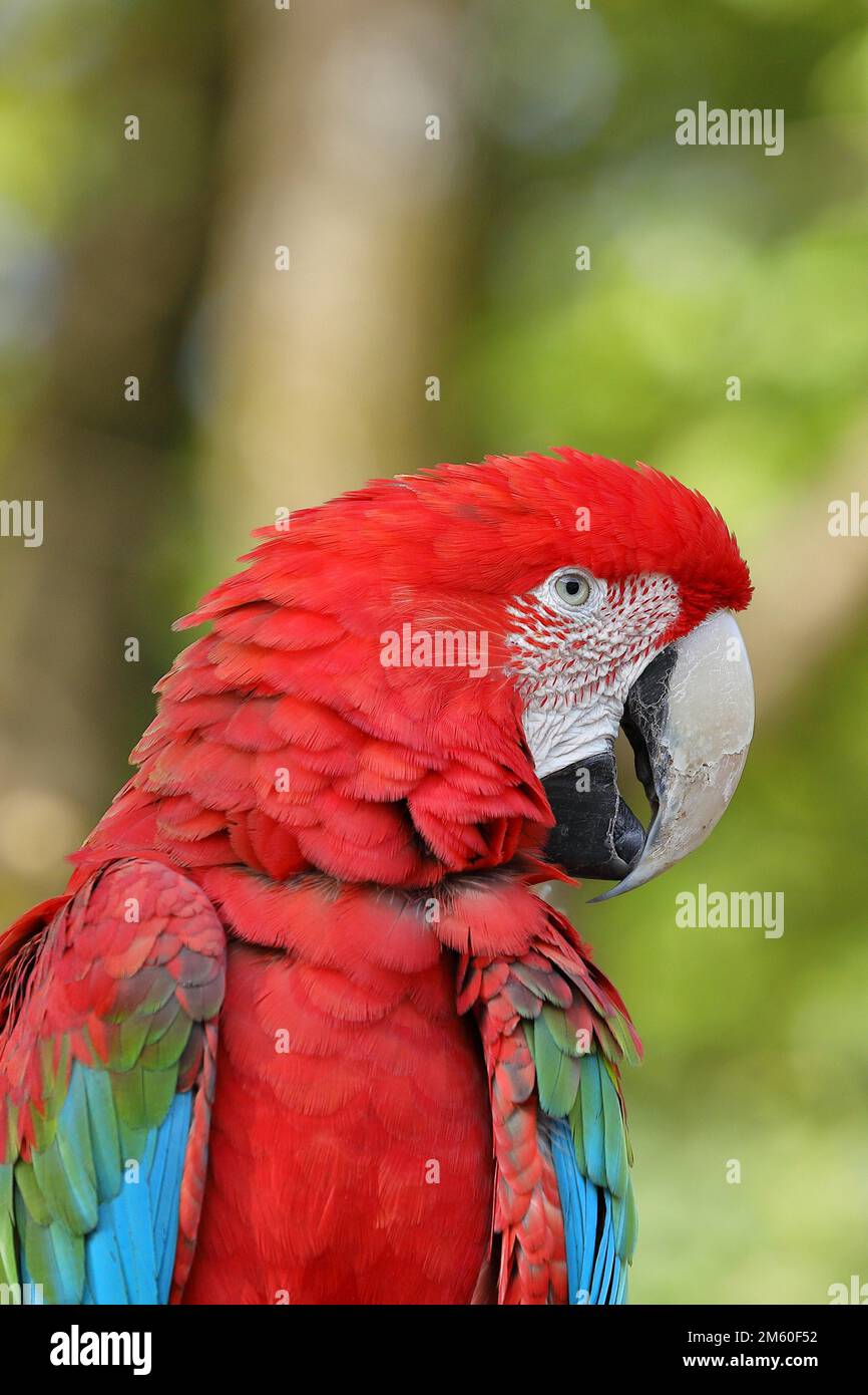 Macaw rosso-e-verde (Ara chloroptera), ritratto animale, foto del profilo, prigioniero, Assia, Germania Foto Stock