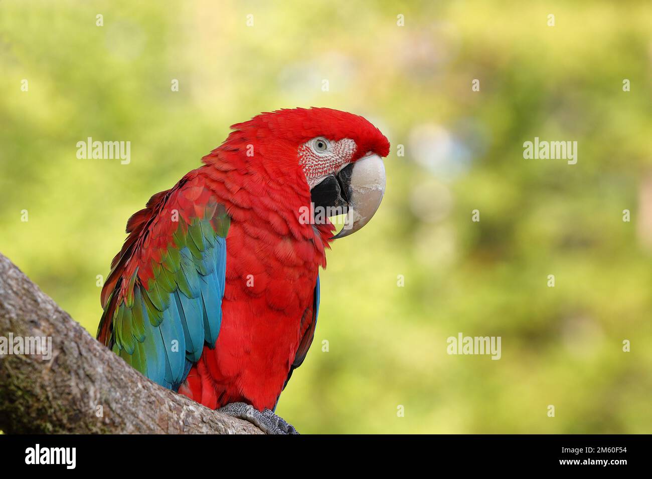 Macaw rosso-e-verde (Ara chloroptera), seduto su un ramo, prigioniero, Assia, Germania Foto Stock
