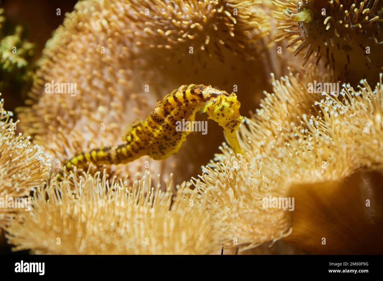 Cavalluccio marino con coda di tigre (arriva Hippocampus) in un acquario, Baviera, Germania Foto Stock