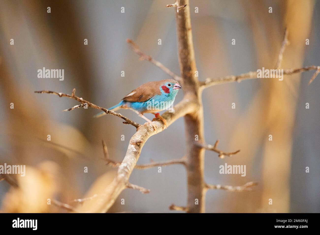 Cordonbleu rosso-cheeked (Uraeginthus bengalus) seduto su un ramo, Baviera, Germania Foto Stock