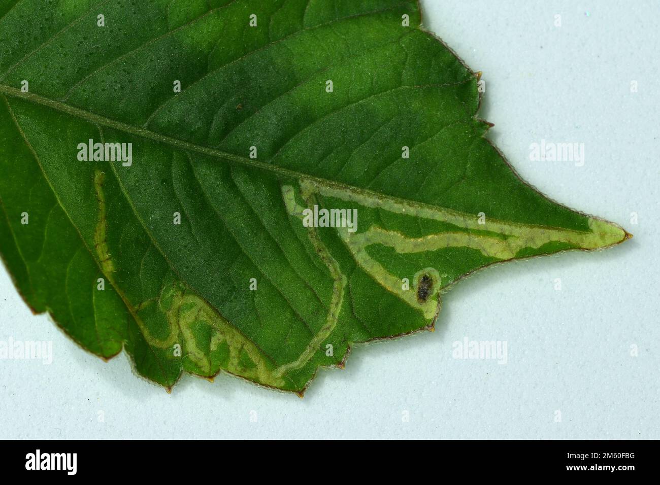 Macro di una foglia affetta da un trituratore. Un minatore di foglie è una qualsiasi delle numerose specie di insetti in cui vive la fase larvale, e mangia foglie Foto Stock