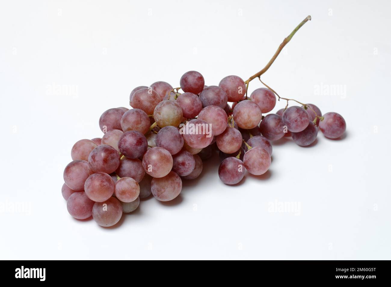 Vitigno rosso (Vitis vinifera) su sfondo chiaro Foto Stock