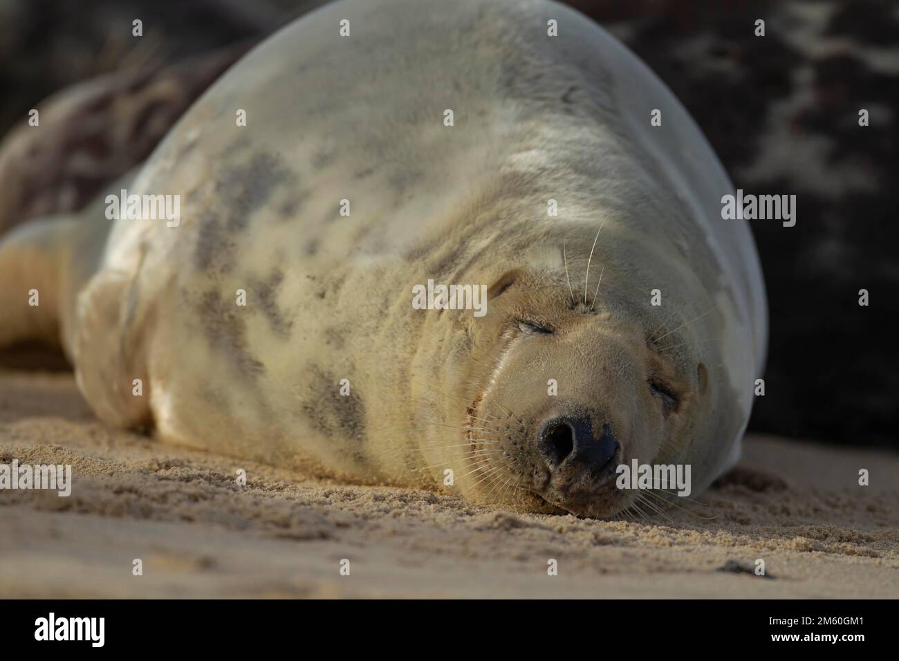 Adulto di foca grigio (Halichoerus grypus) che dorme su una spiaggia, Norfolk, Inghilterra, Regno Unito Foto Stock