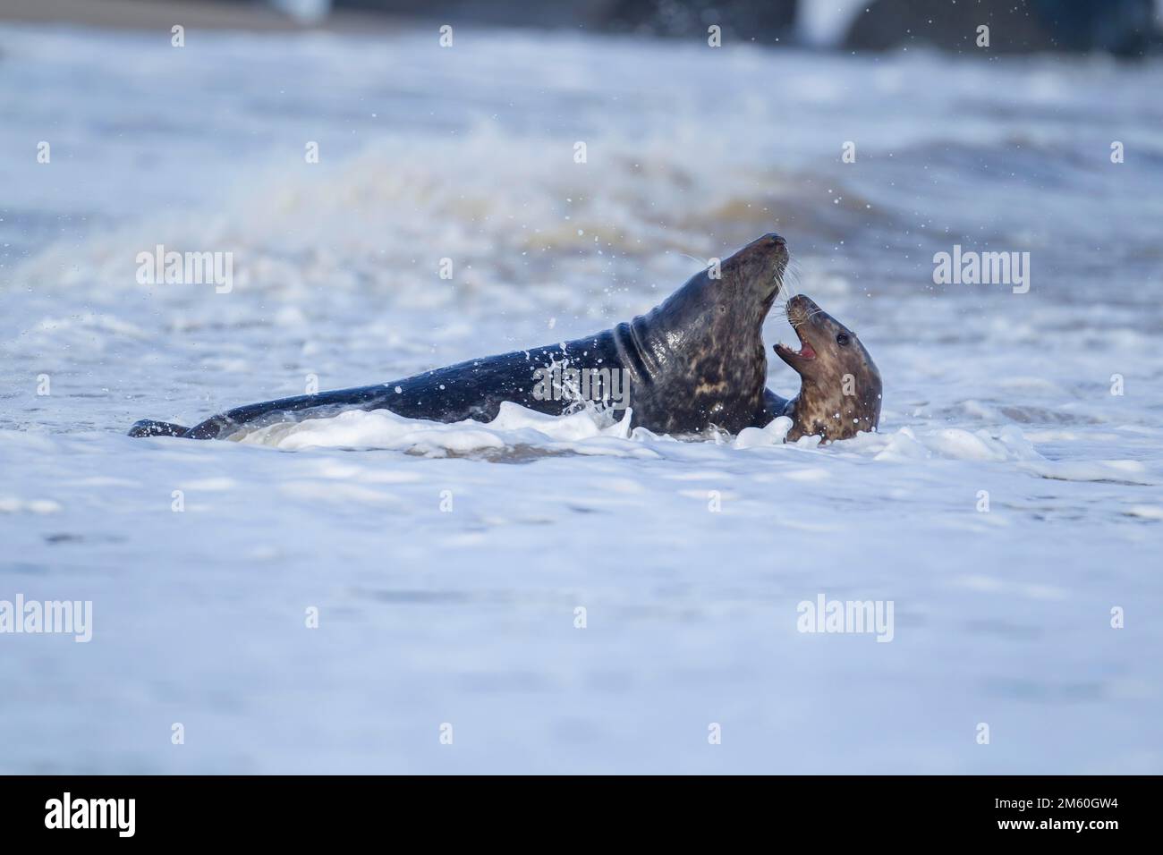 Il grigio (grypus di Halichoerus) sigilla due animali adulti nel surf del mare, Norfolk, Inghilterra, Regno Unito Foto Stock